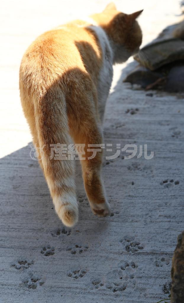 コンクリートに残された足跡は誰のもの？＝２０１４年３月１７日、愛媛県大洲市長浜町の青島（尾崎修二撮影）
