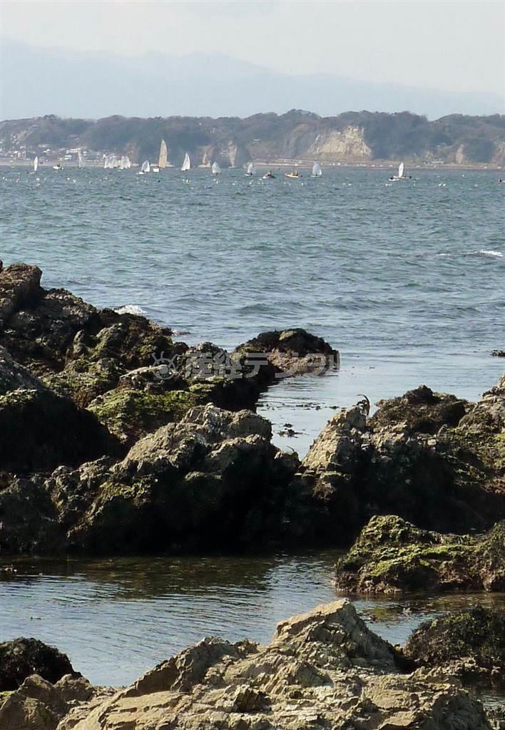 砂浜を少し外れた岩場から海を望むと、由比ガ浜から稲村ケ崎にかけての海岸線が見える＝２０１４年３月２３日、神奈川県鎌倉市