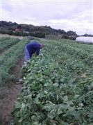 畑の手入れをする「道の駅かなん」の駅長、阪上勝彦さん＝２０１３（平成２５）年１０月２４日、大阪府南河内郡河南町（関西大学＿有志学生記者撮影）