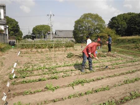 慣れた様子で畝を作る「楽畑（らくはた）」の橋爪秀博さん＝２０１３（平成２５）年１０月１２日、大阪府堺市（関西大学＿有志学生記者撮影）