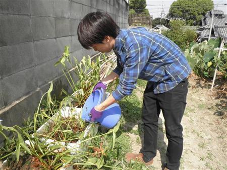 吹田慈姑（すいたくわい）の栽培には、水やりが欠かせない＝２０１３（平成２５）年１０月１２日、大阪府吹田市（関西大学＿有志学生記者撮影）