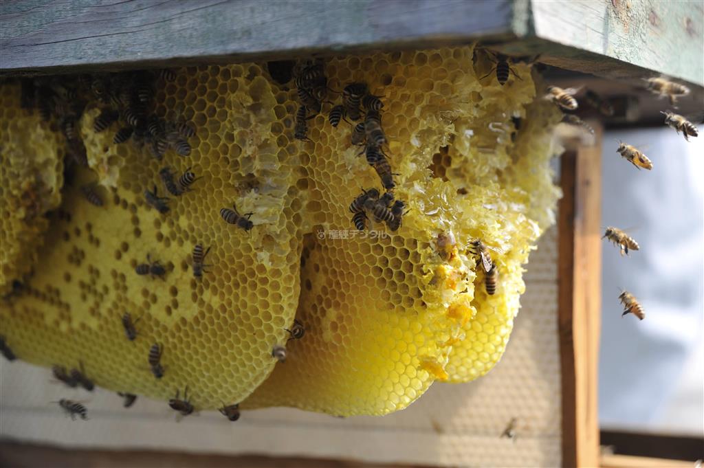 東洋ミツバチの巣は目が覚めるようなレモンイエローだった。その細やかな造りに感心する＝２０１３年６月２３日、ロシア・クラスヌィ・ヤール村（伊藤健次さん撮影）