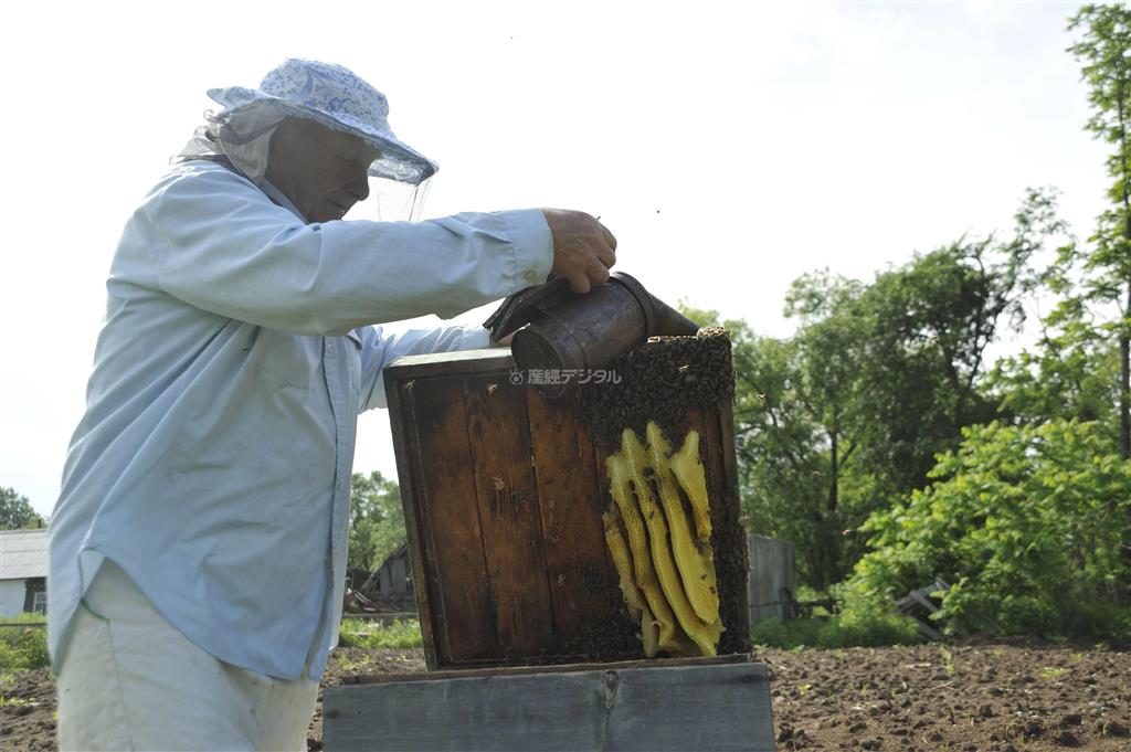 燻煙（くんえん）器の煙でハチを落ち着かせて作業する。養蜂箱の一角に東洋ミツバチの巣が層になっている＝２０１３年６月２３日、ロシア・クラスヌィ・ヤール村（伊藤健次さん撮影）