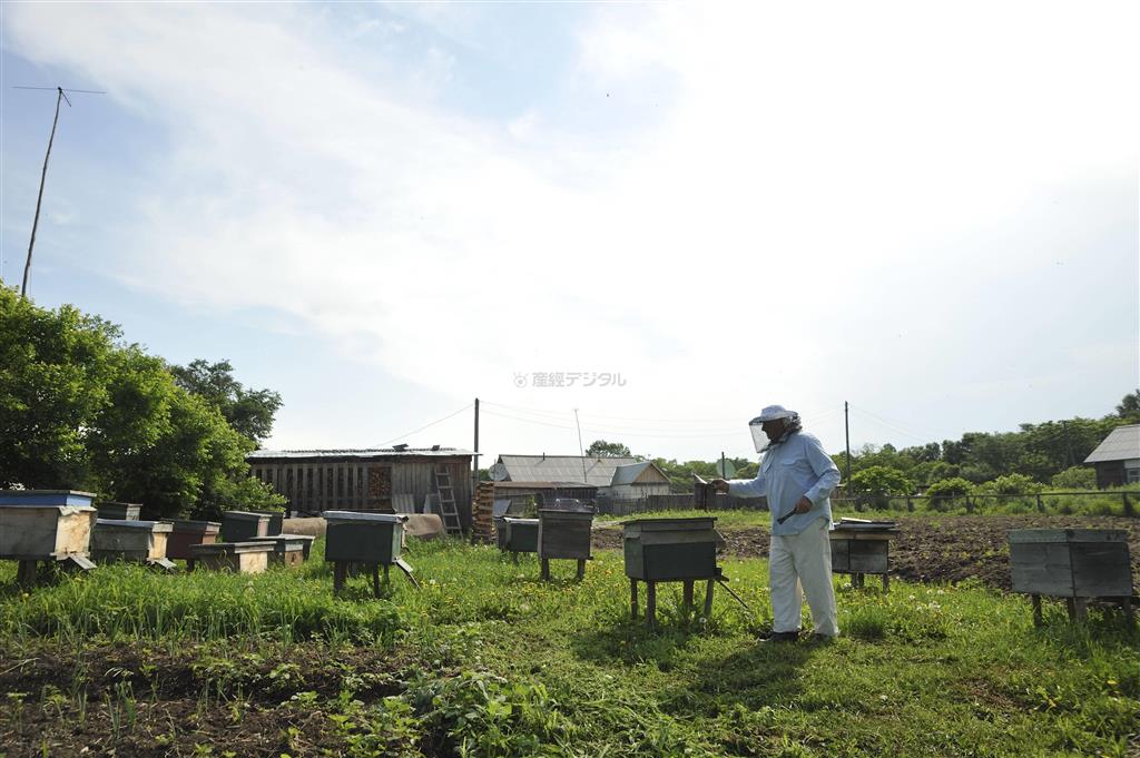 のどかな自宅裏の養蜂場＝２０１３年６月２３日、ロシア・クラスヌィ・ヤール村（伊藤健次さん撮影）