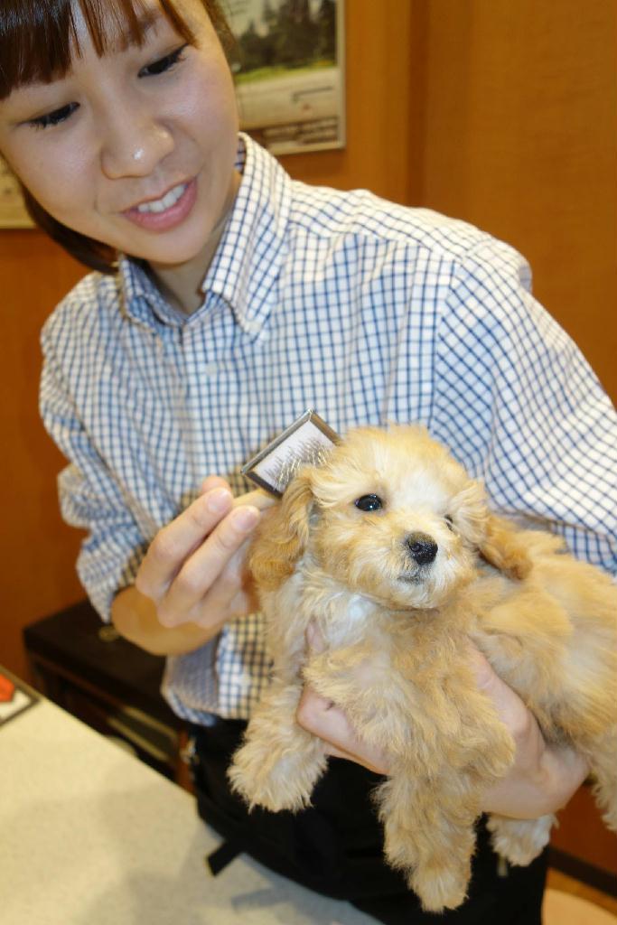 愛犬の臭い対策には丁寧なブラッシングも大切だ＝東京都渋谷区（油原聡子撮影）