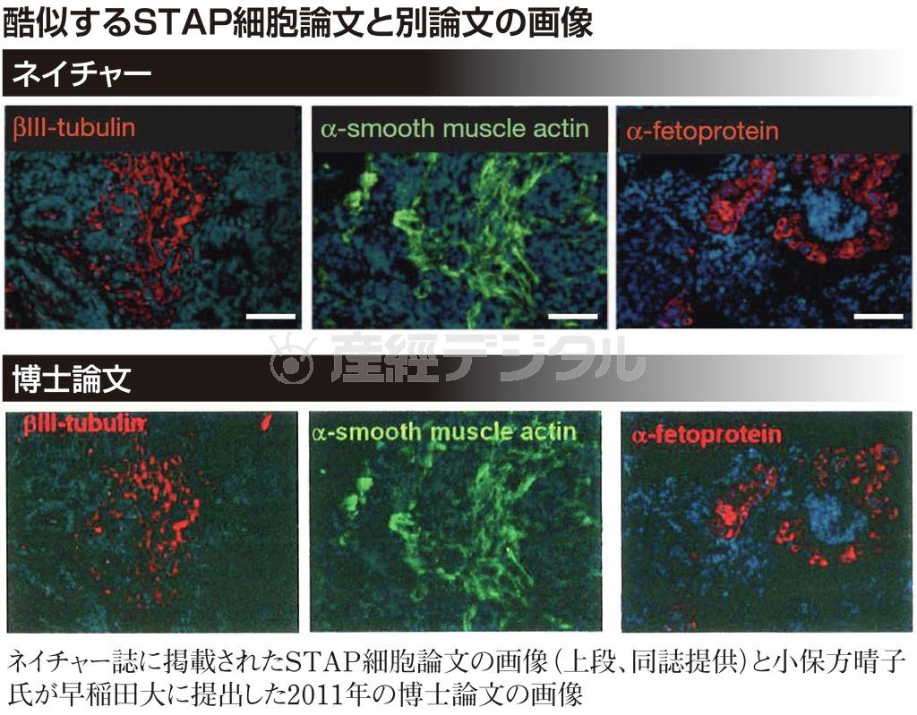 酷似するＳＴＡＰ細胞論文と別論文の画像＝２０１４年３月１４日現在、※ネイチャー誌に掲載されたＳＴＡＰ細胞論文の画像（上段、同誌提供）と小保方（おぼかた）晴子氏が早稲田大に提出した２０１１年の博士論文の画像