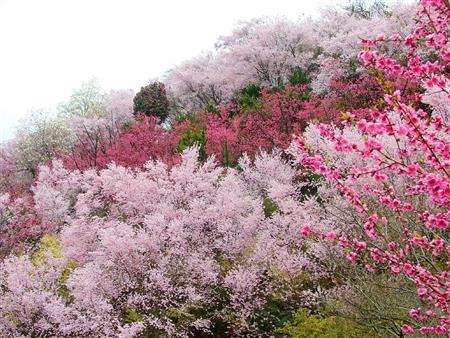 福島市渡利地区にある花見山公園＝２０１０年４月１３日、福島県（提供写真）