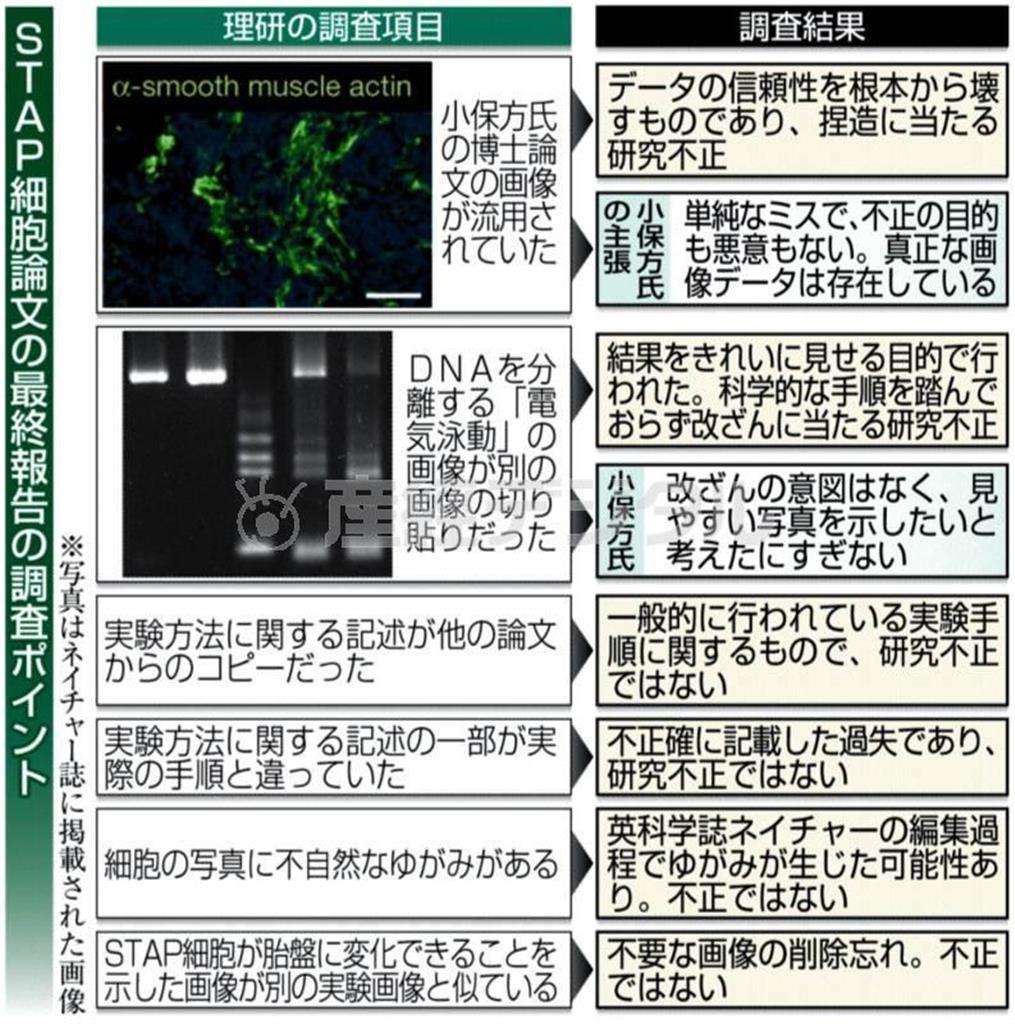 ＳＴＡＰ（スタップ）細胞論文の最終報告の調査ポイント＝２０１４年４月１日現在、※写真はネイチャー誌に掲載された画像、※小保方氏＝理化学研究所発生・再生科学総合研究センターの小保方（おぼかた）晴子研究ユニットリーダー