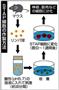 新たな万能細胞「ＳＴＡＰ（スタップ）細胞」の作製方法＝２０１４年２月２日現在
