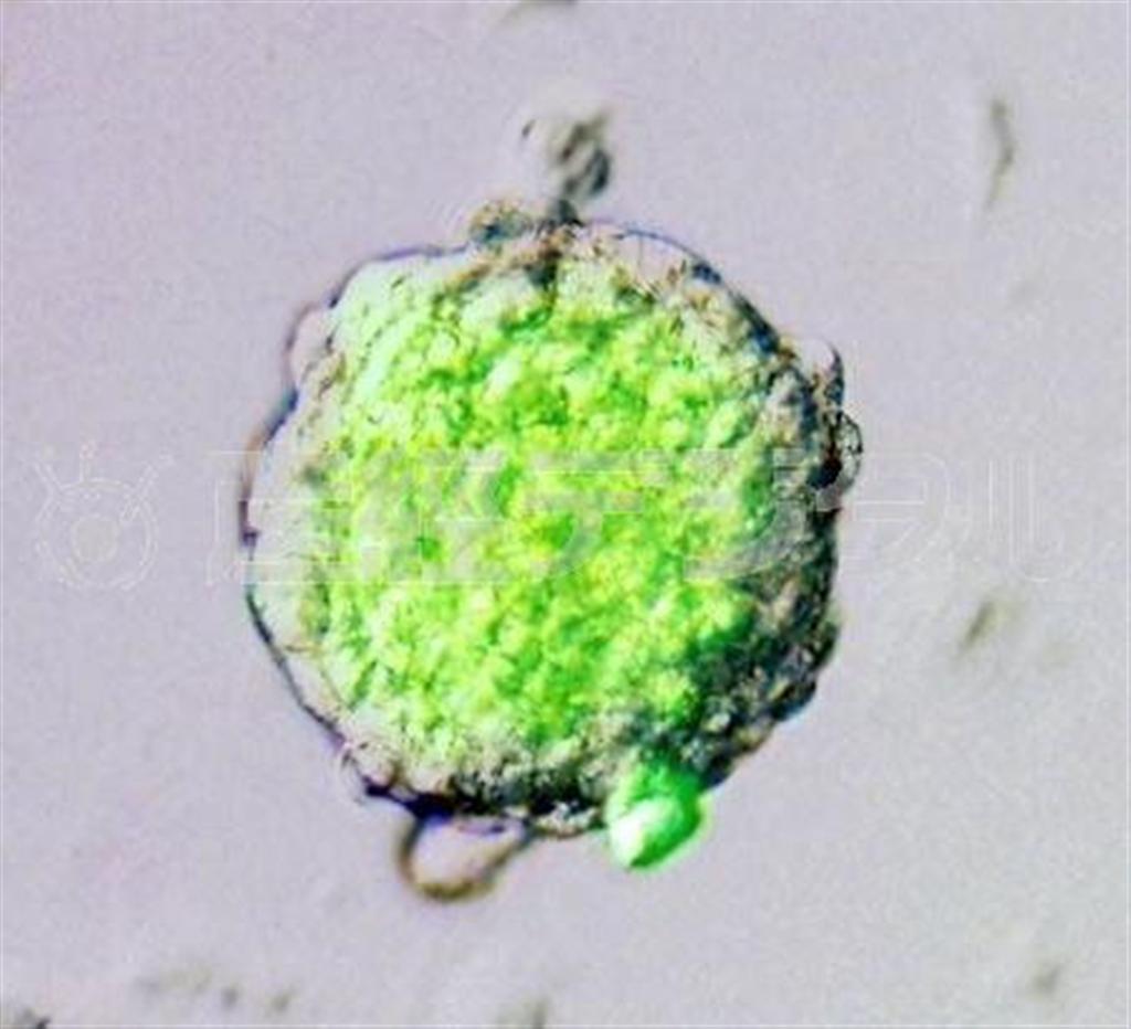 理化学研究所が作製した新型の万能細胞「ＳＴＡＰ（スタップ）細胞」の塊（理化学研究所提供）
