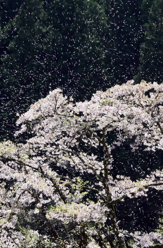 桜散る＝東京都奥多摩町（野村成次撮影）