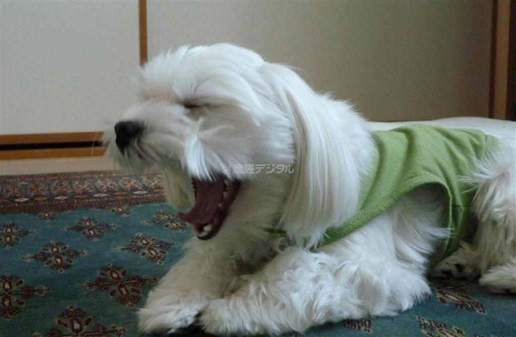 くわ～っとあくびしたところをパチリ。ちょっとおねむな乾家の愛犬・まるが札幌のお気に入りスポットをご紹介します＝２０１４年４月７日、北海道札幌市（乾ルカさん撮影）