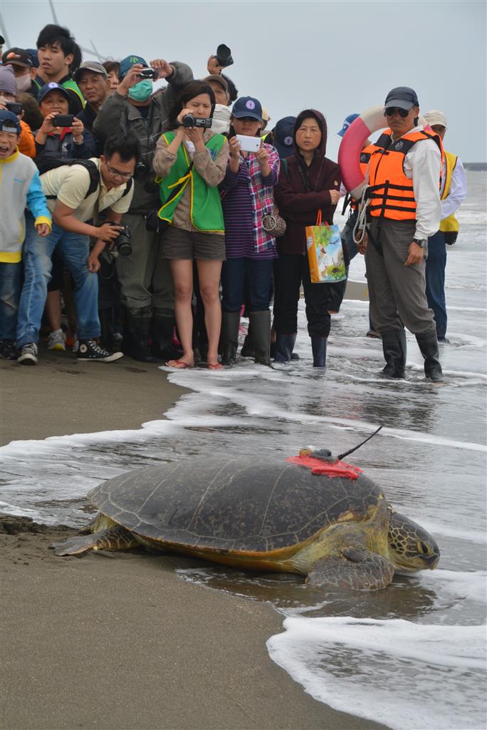 今年１月に台湾で保護され、手当てを受けて放流される日本のアオウミガメ＝台湾北部・桃園（吉村剛史撮影）