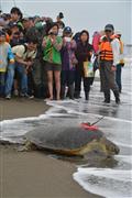 今年１月に台湾で保護され、手当てを受けて放流される日本のアオウミガメ＝台湾北部・桃園（吉村剛史撮影）