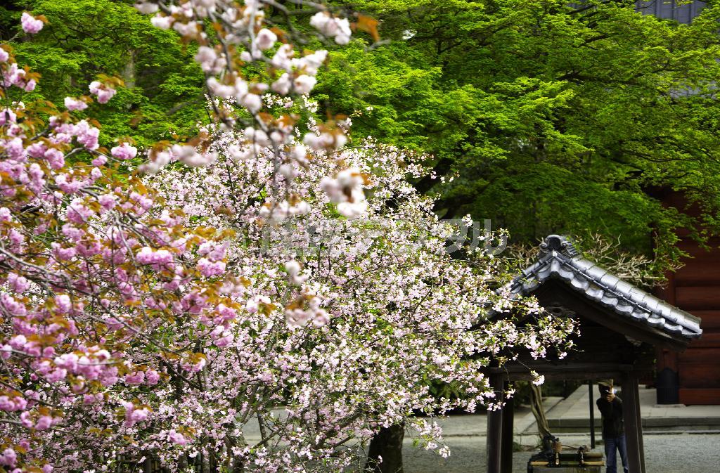 八重桜（手前）とカイドウ（中央）、そして背後の新緑。松浦養蜂園の働きバチも境内を訪れていたかもしれない＝２０１４年４月１３日、神奈川県鎌倉市大町の妙本寺（渡辺照明撮影）