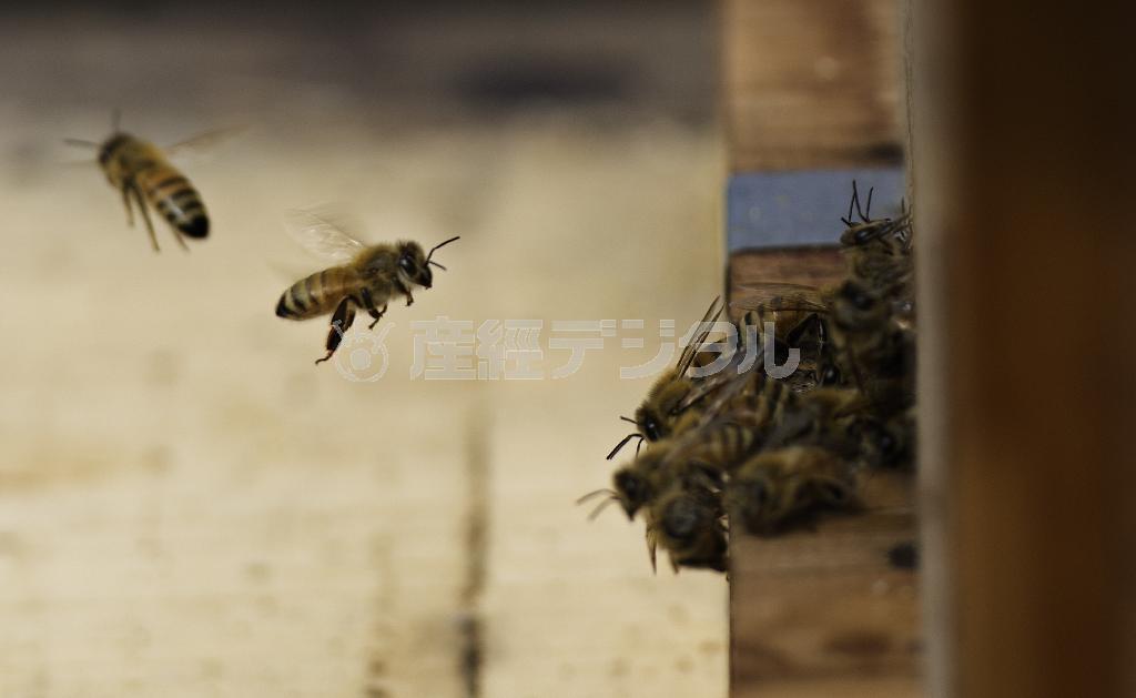 気温が上がり、巣箱を出るハチの動きが活発になった＝２０１４年４月６日、神奈川県鎌倉市大町（渡辺照明撮影）
