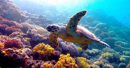 【かざすンＡＲ（視聴無料）】映画「ネイチャー」（パトリック・モリス監督）。５月２日公開（マンハッタンピープル提供）。（Ｃ）ＢＢＣ＿Ｅａｒｔｈ＿Ｐｒｏｄｕｃｔｉｏｎｓ（Ａｆｒｉｃａ）Ｌｉｍｉｔｅｄ＿ａｎｄ＿Ｒｅｌｉａｎｃｅ＿Ｐｒｏｄｃｏ＿ＥＫ＿ＬＬＣ＿２０１４