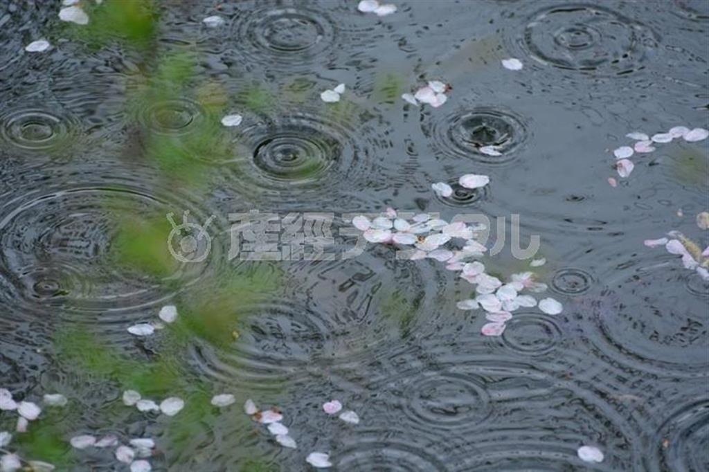 【読者写真（神奈川県横浜市戸塚区、佐藤ふみこさん）】須藤夕子先生のワンポイントレッスン：桜が散り、新緑が芽生え、春の冷たい雨の雰囲気が一枚でしっかりと表現されていますね。季節を感じてレンズのセレクトなどもよく分かっていて上級者のテクニックですね！！＿桜のピンクは写真で撮ると白っぽくなってしまうので、カメラの設定でもう少しピンクが出るようにすると良いと思います。