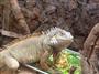 人気者のグリーンイグアナ