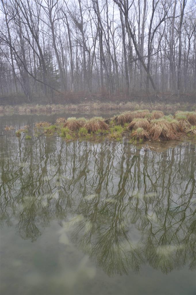 流れの緩い支流に早春の森が映る。水辺には白濁したアカシカの足跡があった＝２０１１年５月７日、ロシア・クラスヌィ・ヤール村（伊藤健次さん撮影）