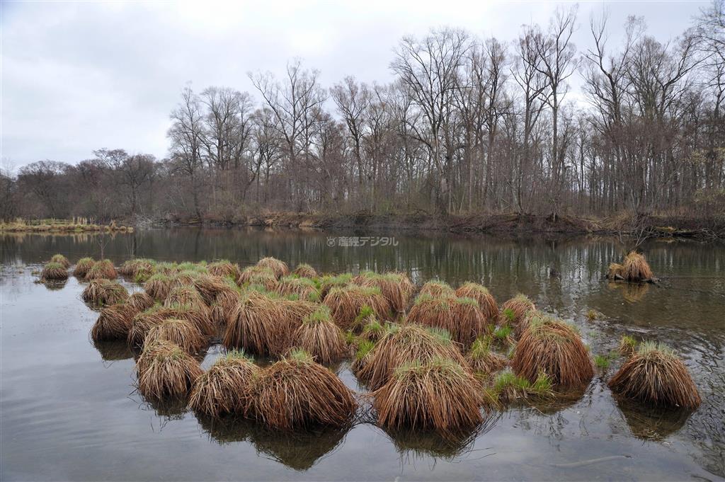 森の湿地に現れた谷地坊主。北海道の湿地によく似た風景だ＝２０１１年５月８日、ロシア・クラスヌィ・ヤール村（伊藤健次さん撮影）