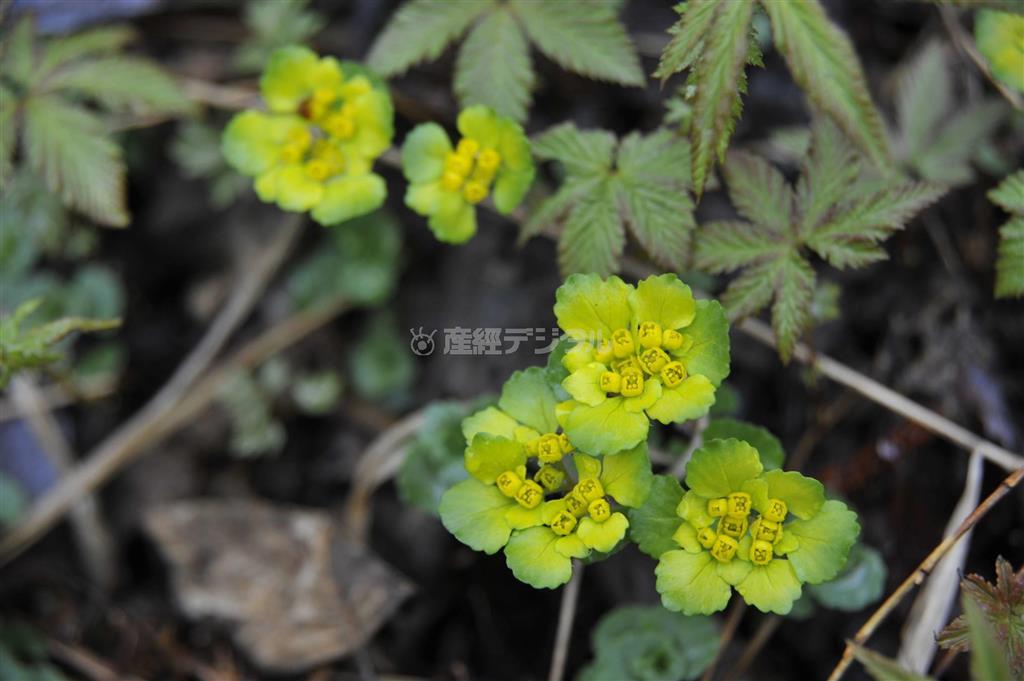 大木の陰に咲くネコノメソウの仲間＝２０１１年５月７日、ロシア・クラスヌィ・ヤール村（伊藤健次さん撮影）