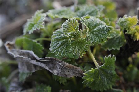 ５月の朝は寒く、芽吹いた草花に霜が降りる＝２０１１年５月９日、ロシア・クラスヌィ・ヤール村（伊藤健次さん撮影）