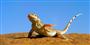 手足を交互に上げて真昼の砂の熱をしのぐシャベルカナヘビ