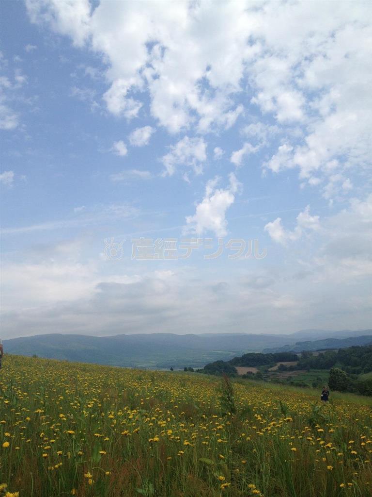 青い空と菜の花畑を妻が写しました。この青空にあの女（ひと）の顔を乗せると映画のワンシーンになるやもしれません（常盤貴子さん撮影）