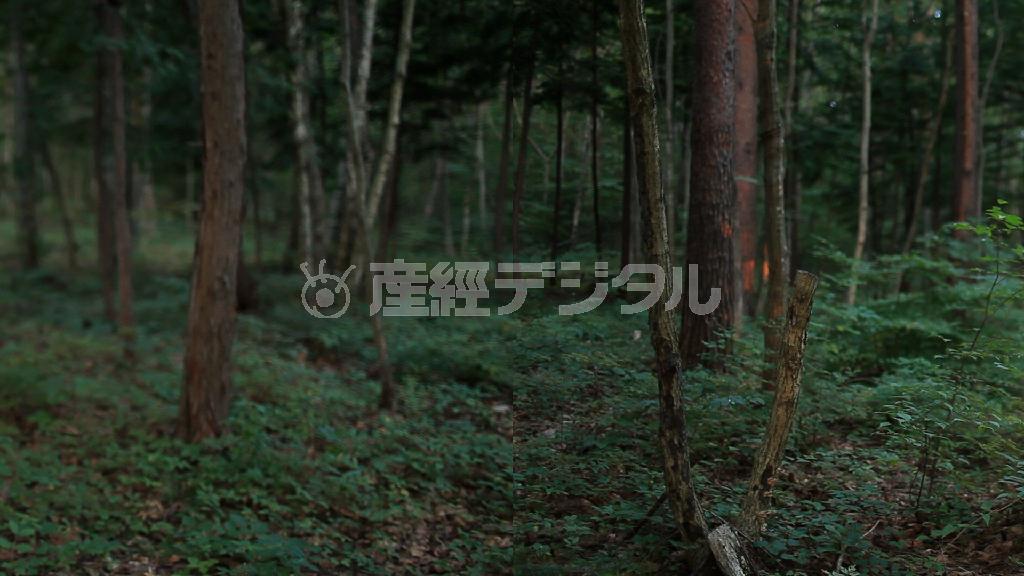 藤井光「沿岸部風景記録＿福島県飯舘村２０１２年８月」２０１２年（提供写真）