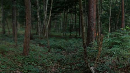 藤井光「沿岸部風景記録＿福島県飯舘村２０１２年８月」２０１２年（提供写真）