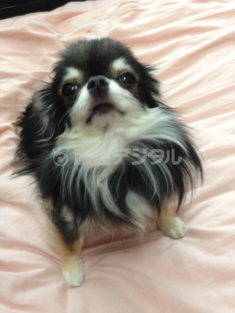 わが家には２匹の愛犬がいます。こちらはペコちゃん。この子たちと過ごす時間が至福のときです（ＩＫＫＯさん提供）