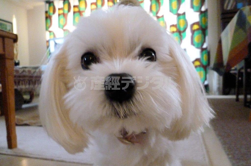 近い、近い！＿カメラに興味津々の乾家の愛犬・まるが札幌の風景をご案内します＝２０１４年、北海道（乾ルカさん撮影）