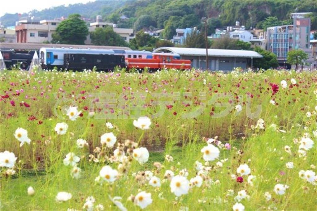 展示された車両をコスモス越しに狙う。気分だけは中井精也さん。打狗鉄道故事館は屋外の車両展示も魅力的だ
