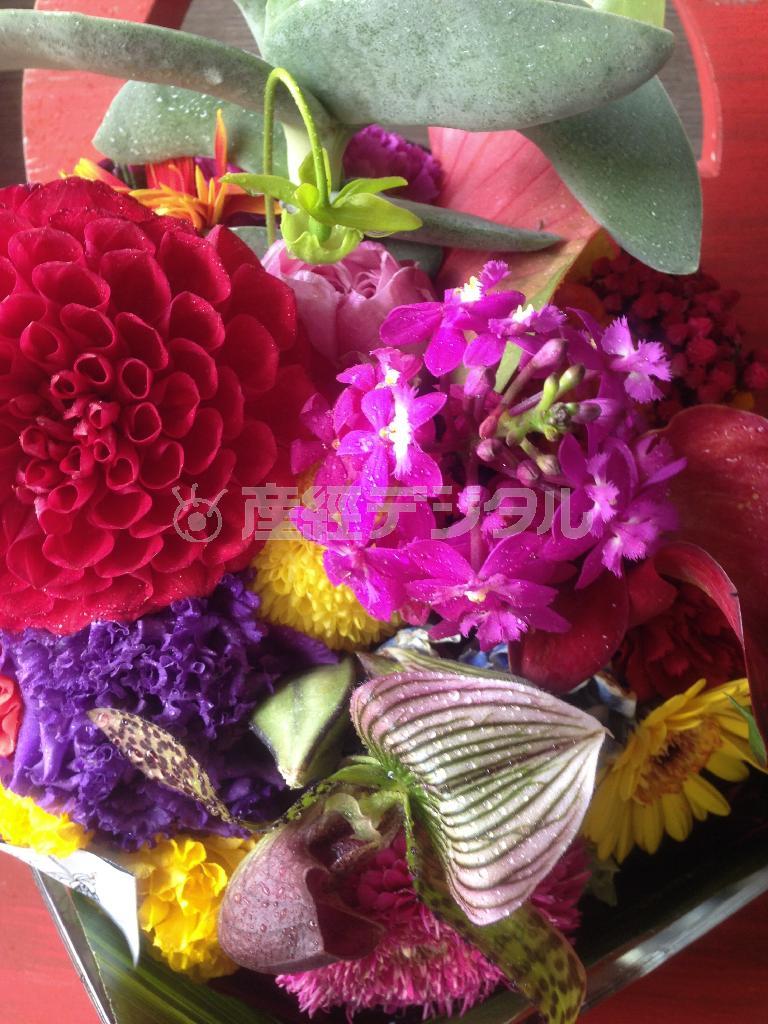 先日、三島賞をいただいて、お花が届きました（本谷有希子さん撮影）