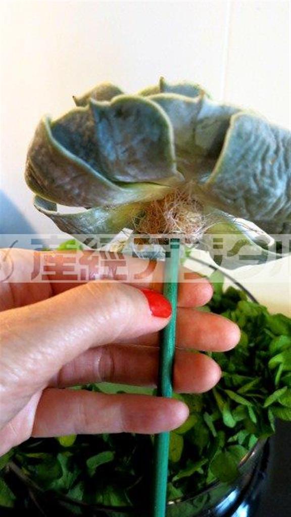 （手順２）緑色の花材用テープを巻いた木の棒を、多肉植物に挿す。それをオアシスに２株、高低を考えて配置する（花千代さん提供）