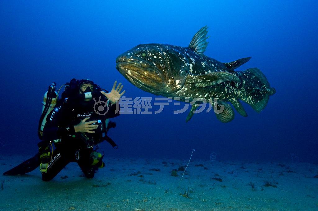 アニマルプラネット「生きた化石＿シーラカンス」（６月６日後１０・００、再放送６月８日前１１・００アニマルプラネット提供）。（Ｃ）２０１４Ｄｉｓｃｏｖｅｒｙ＿Ｃｏｍｍｕｎｉｃａｔｉｏｎｓ，ＬＬｃ．