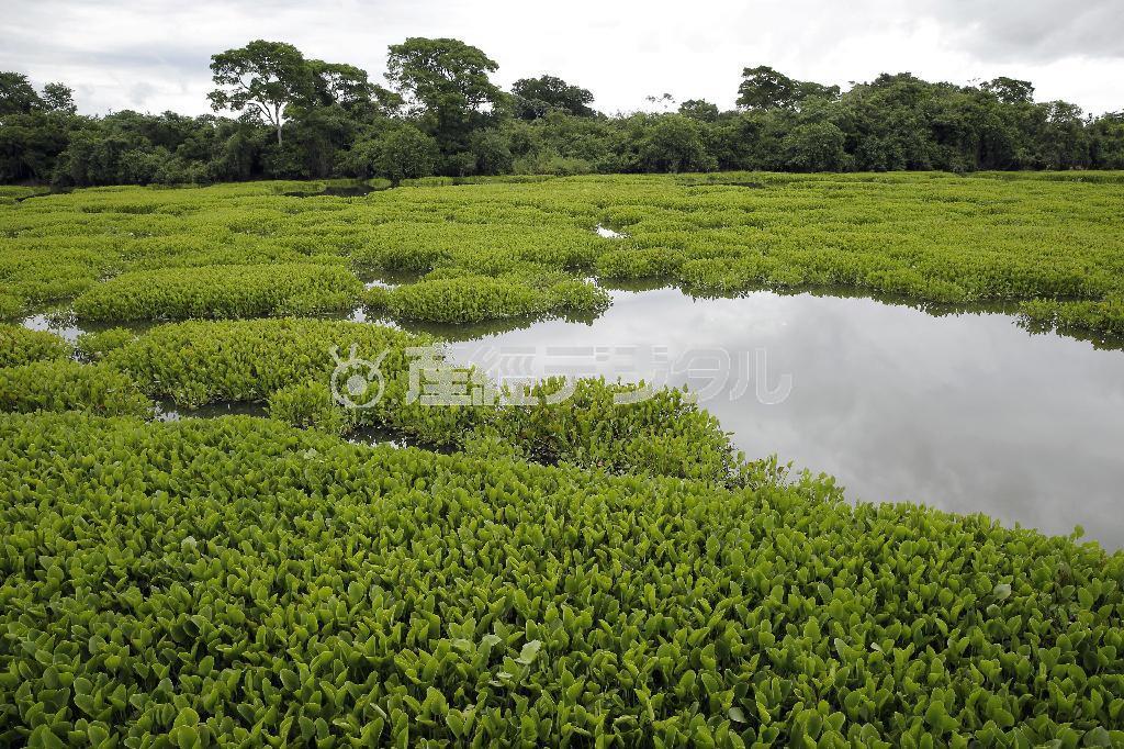 遊歩道から見る一面に生い茂る水草。パンタナル湿原では多様な生物を観察できる＝２０１３年１２月（共同）