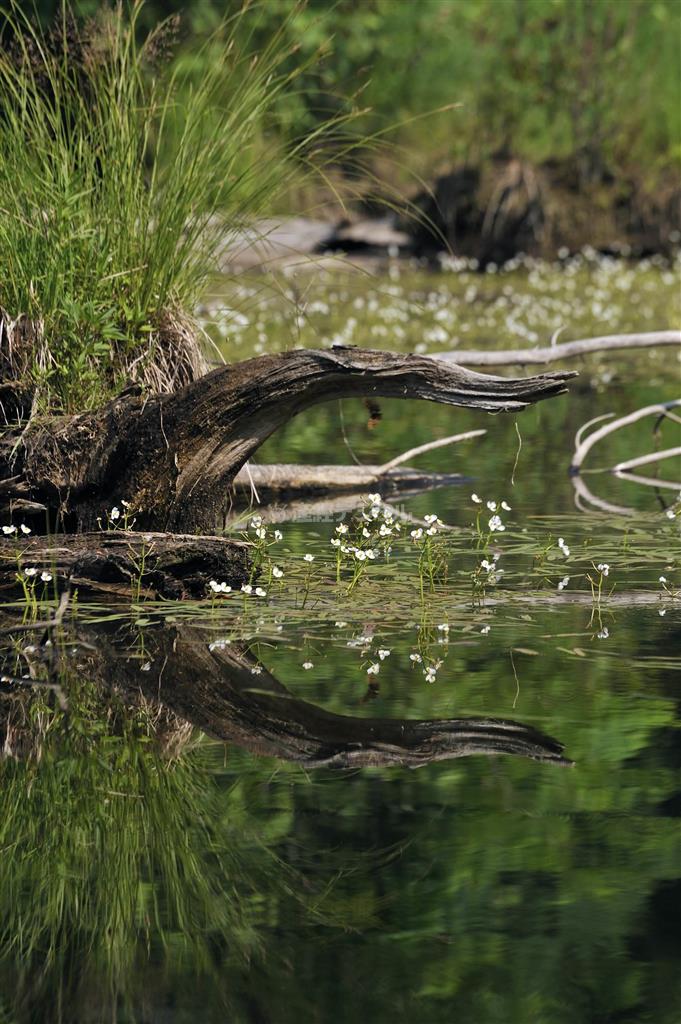 カラフトグワイはロシア極東やヨーロッパの寒冷地に咲く水生植物。北海道では絶滅危惧種＝２０１２年６月２８日、ロシア・クラスヌイ・ヤール村（伊藤健次さん撮影）