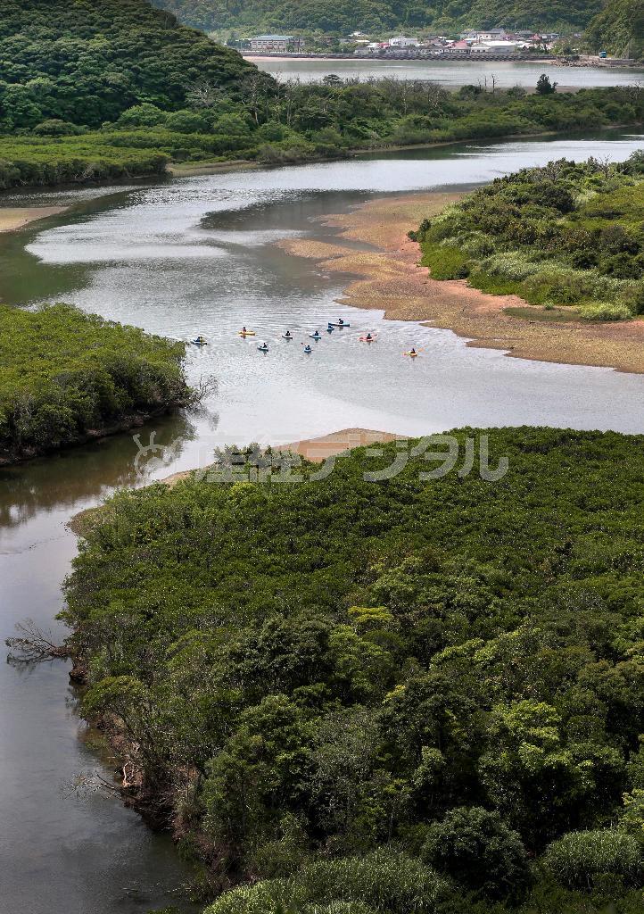 マングローブ展望台に上ると原生林と住用（すみよう）川が入り組んだ様子や、カヌーの往来も見える＝２０１４年５月２３日、鹿児島・奄美大島（鈴木健児撮影）