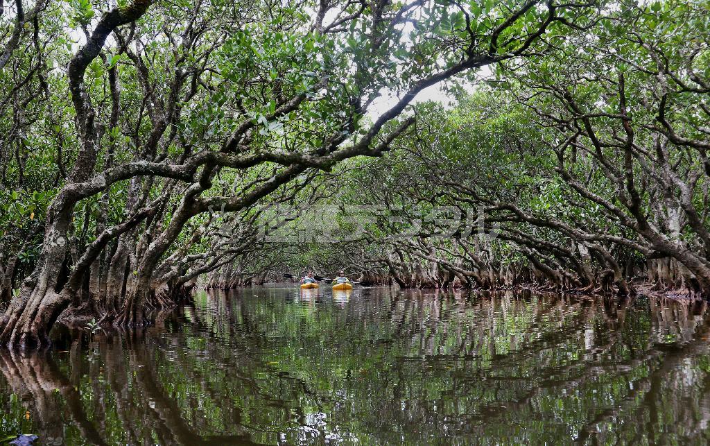 カヌーを漕いでマングローブのトンネルを進む。原生林の中は静寂に包まれていた＝２０１４年５月２１日、鹿児島・奄美大島（鈴木健児撮影）