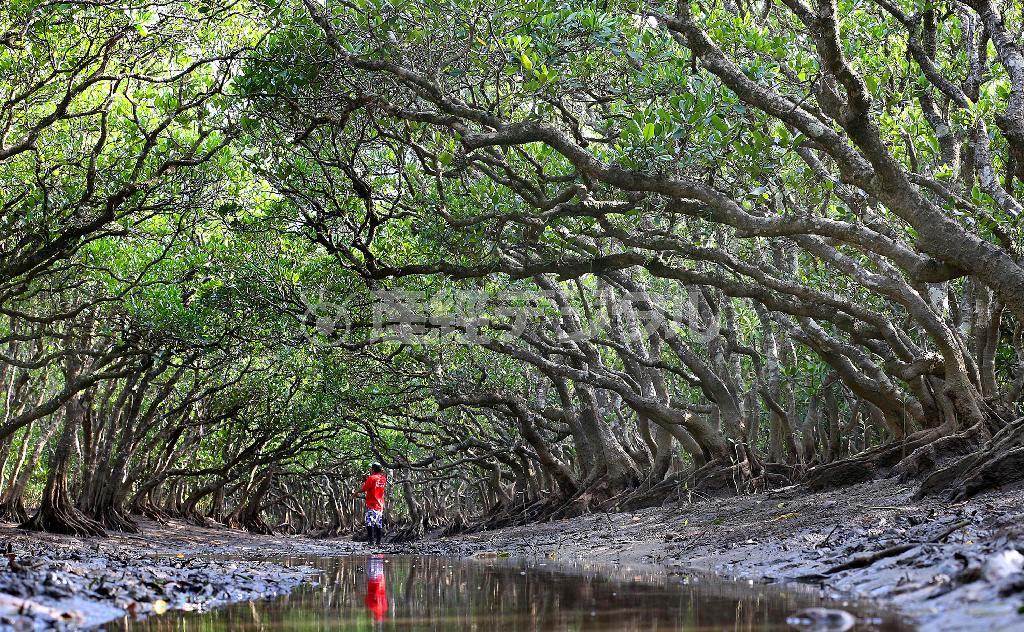 潮が引いた干潟は歩くことも可能。シオマネキやキノボリガニ、がっちりと張ったマングローブの根などが間近で見られる＝２０１４年５月２１日、鹿児島県・奄美大島（鈴木健児撮影）