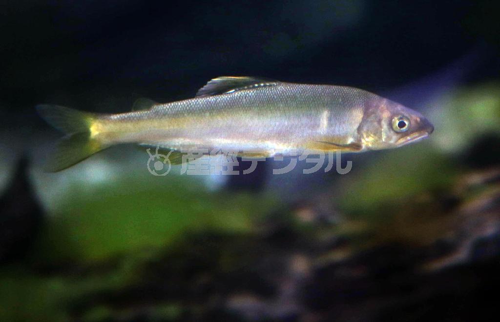 マングローブパークのジオラマ水槽では、沖縄で既に絶滅したとされるリュウキュウアユが泳いでいた。運がよければカヌーからリュウキュウアユの群れを見つけられることもあるという＝２０１４年５月２１日、鹿児島県・奄美大島（鈴木健児撮影）