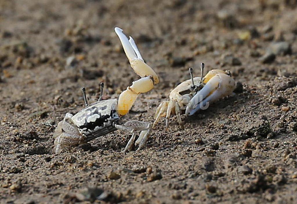 干潟に現れたシオマネキ。大きく爪を振る姿が見えた＝２０１４年５月２１日、鹿児島県・奄美大島（鈴木健児撮影）