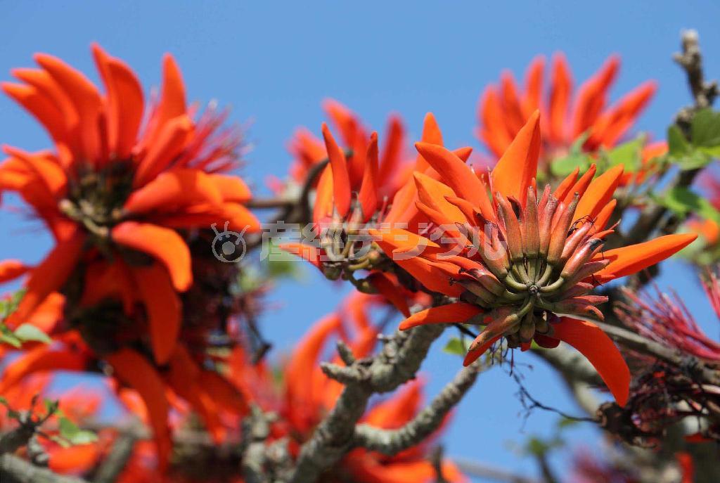 歌にもなったデイゴの花。真っ青な空に映えて美しい＝２０１４年５月２１日、鹿児島県大島郡瀬戸内町（奄美大島）の古仁屋港（こにやこう、鈴木健児撮影）