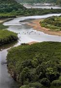 マングローブ展望台に上ると原生林と住用（すみよう）川が入り組んだ様子や、カヌーの往来も見える＝２０１４年５月２３日、鹿児島・奄美大島（鈴木健児撮影）