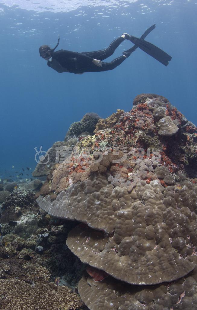 毎日数回は海に潜ってマンタの生態を調査研究するアンドレア・マーシャル博士＝２０１３年３月１６日、モザンビーク（提供写真）