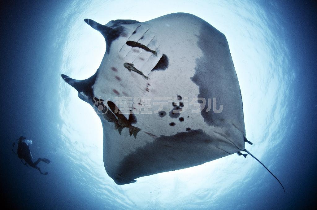 毎日数回海に潜ってはマンタの生態を調査研究するアンドレア・マーシャル博士と腹にコバンザメをくっつけて泳ぐマンタ。コバンザメはマンタの糞を食べるという＝２０１２年８月２９日、モザンビーク。（Ｃ）Ｊｏｓｅ＿Ａｌｅｊａｎｄｒｏ＿Ａｌｖａｒｅｚ＿２０１２