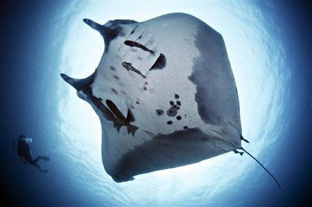 毎日数回海に潜ってはマンタの生態を調査研究するアンドレア・マーシャル博士と腹にコバンザメをくっつけて泳ぐマンタ。コバンザメはマンタの糞を食べるという＝２０１２年８月２９日、モザンビーク。（Ｃ）Ｊｏｓｅ＿Ａｌｅｊａｎｄｒｏ＿Ａｌｖａｒｅｚ＿２０１２