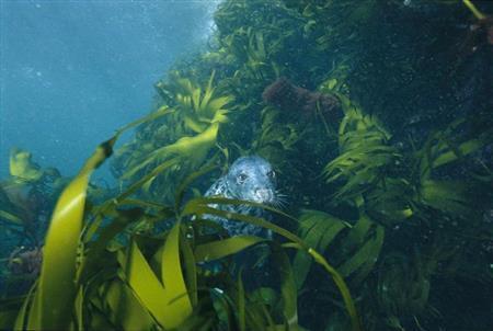 海底に広がるシーケルプ（海藻）の中からひょっこり顔を出すハイイロアザラシ＝アイルランド。（Ｃ）ＮａｔｉｏｎａｌＧｅｏｇｒａｐｈｉｃ